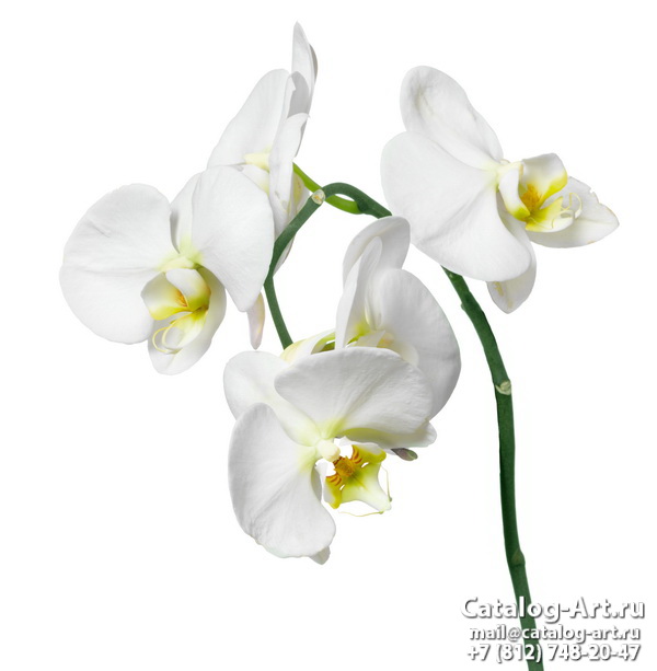 Натяжные потолки с фотопечатью - Белые орхидеи 19